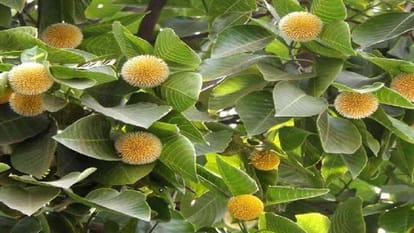 Research : कदम्ब का फल खाएं, आंखों की रोशनी बढ़ाएं, इविवि के शोध में ...