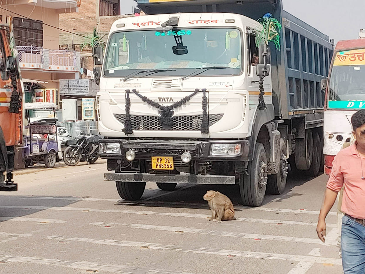 Monkey spectacle on the highway in Hamirpur, jammed for half an hour