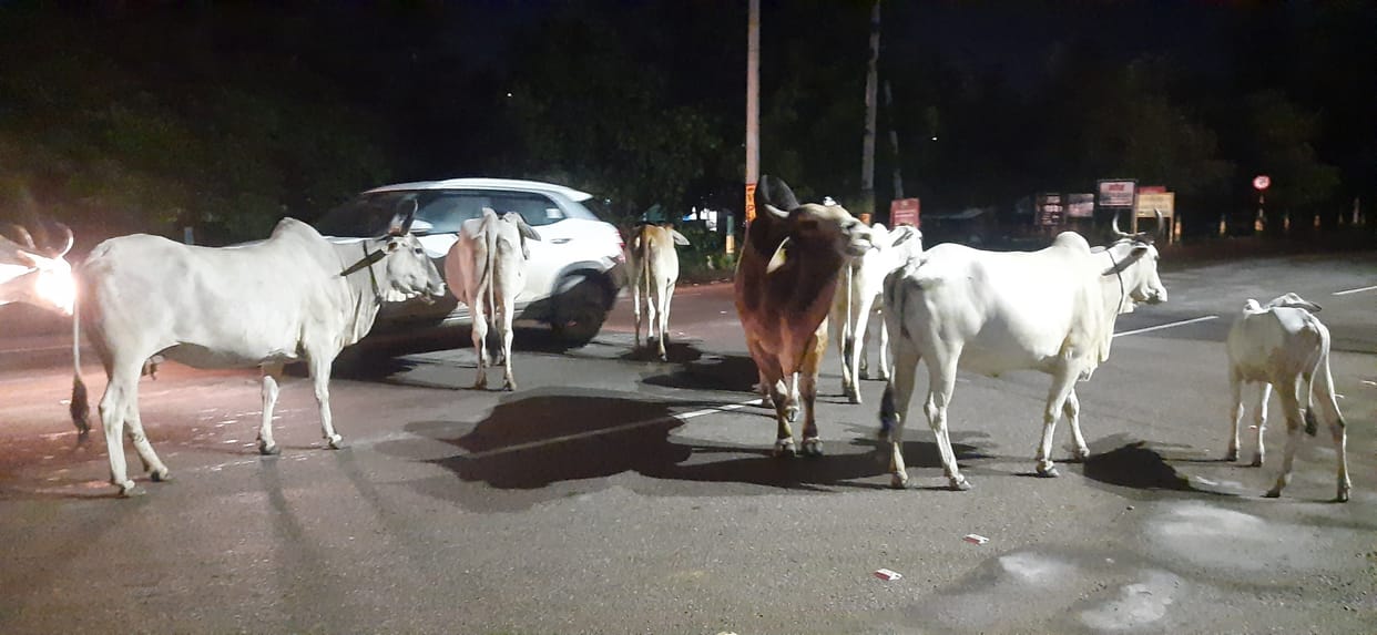 City will get freedom from destitute animals, city council started campaign to catch cows