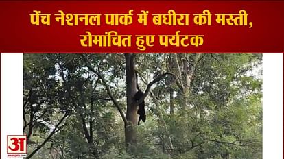Pench National Park:मोगली लैंड में पेड़ से छलांग लगाता दिखा बघीरा, रोमांचित हुए पर्यटक, देखें वीडियो - Pench National Park Bagheera Was Seen Jumping From A Tree In Mowgli Land - Amar Pench National Park:मोगली लैंड में पेड़ से छलांग लगाता दिखा बघीरा, रोमांचित हुए पर्यटक, देखें वीडियो - Pench National Park Bagheera Was Seen Jumping From A Tree In Mowgli Land - Amar
