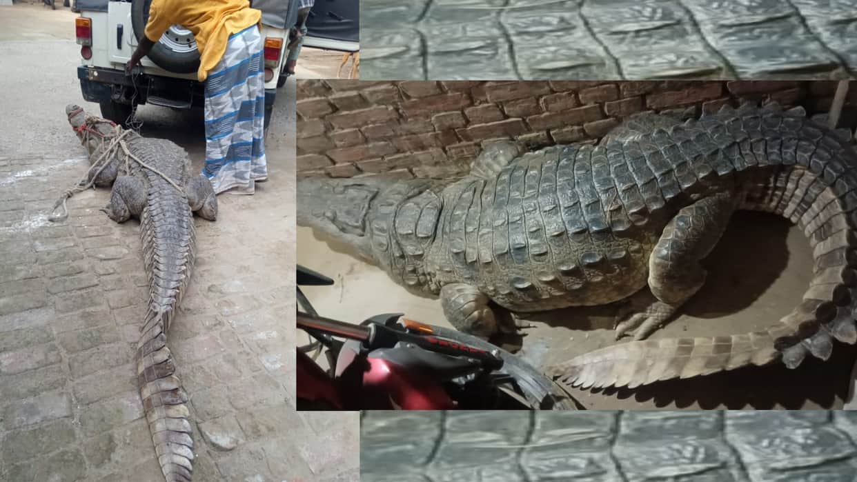 A crocodile reached in a house in Nanpara in Bahraich.