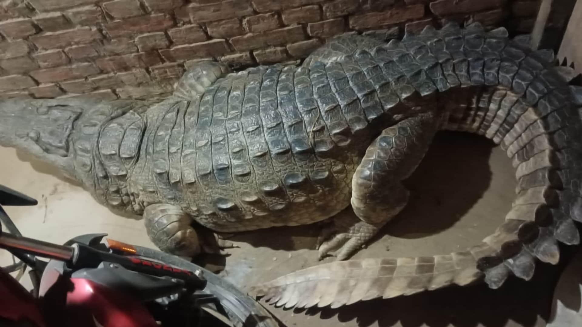 A crocodile reached in a house in Nanpara in Bahraich.