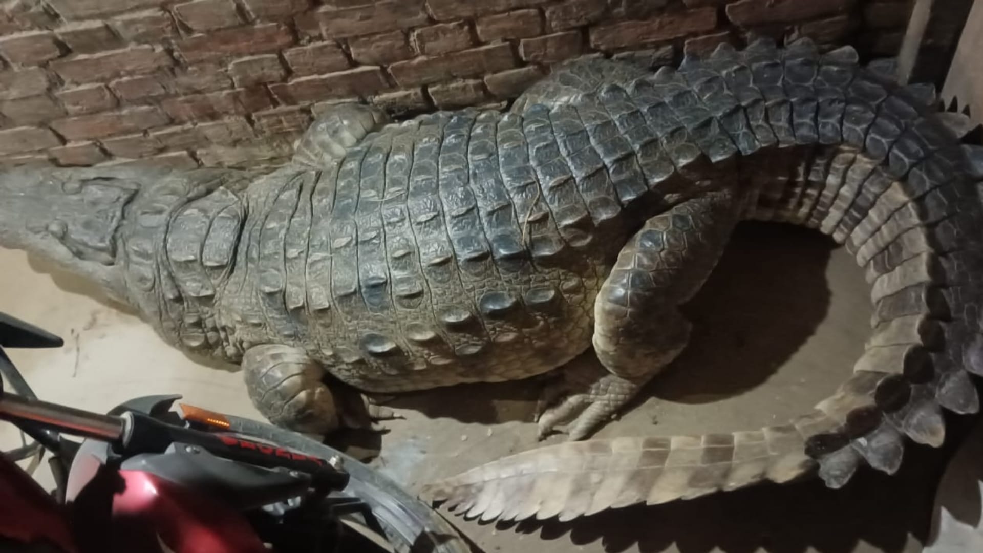 A crocodile reached in a house in Nanpara in Bahraich.