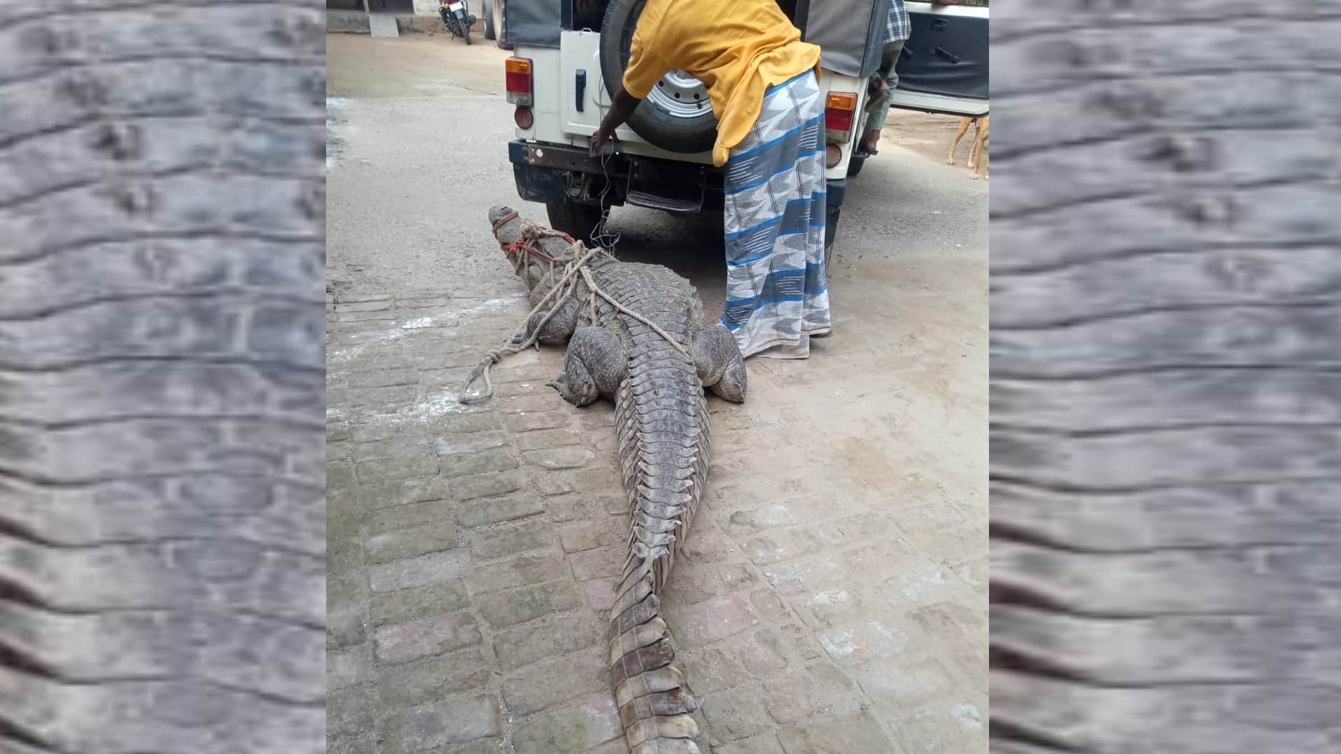 A crocodile reached in a house in Nanpara in Bahraich.