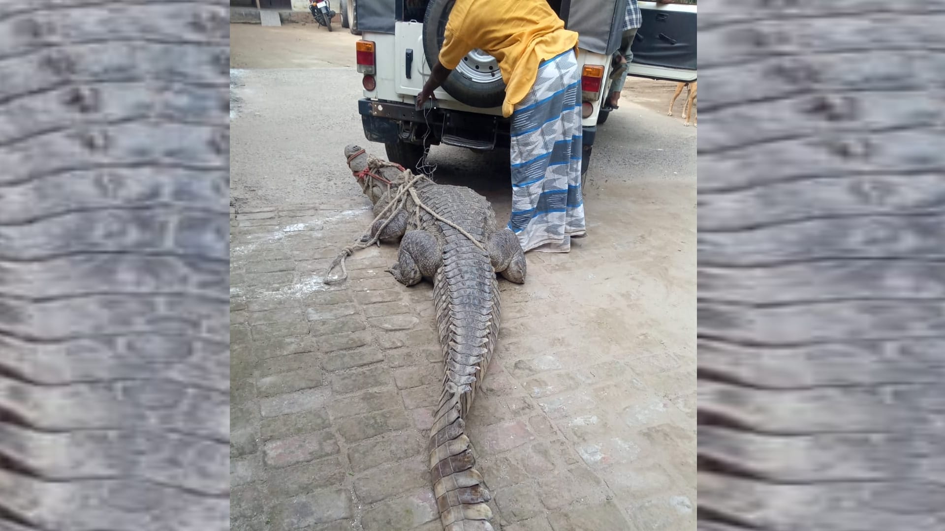 A crocodile reached in a house in Nanpara in Bahraich.