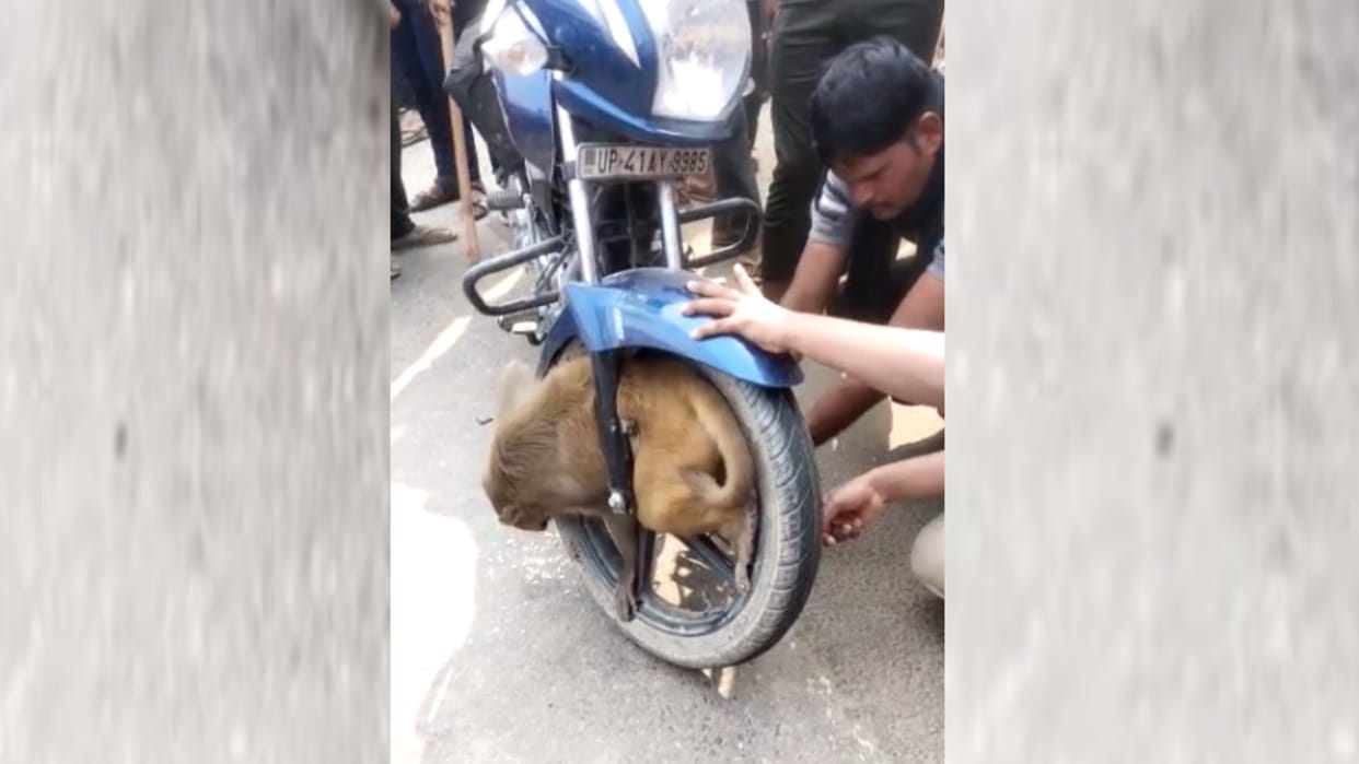 A monkey got stuck into a wheel of a bike in barababanki.