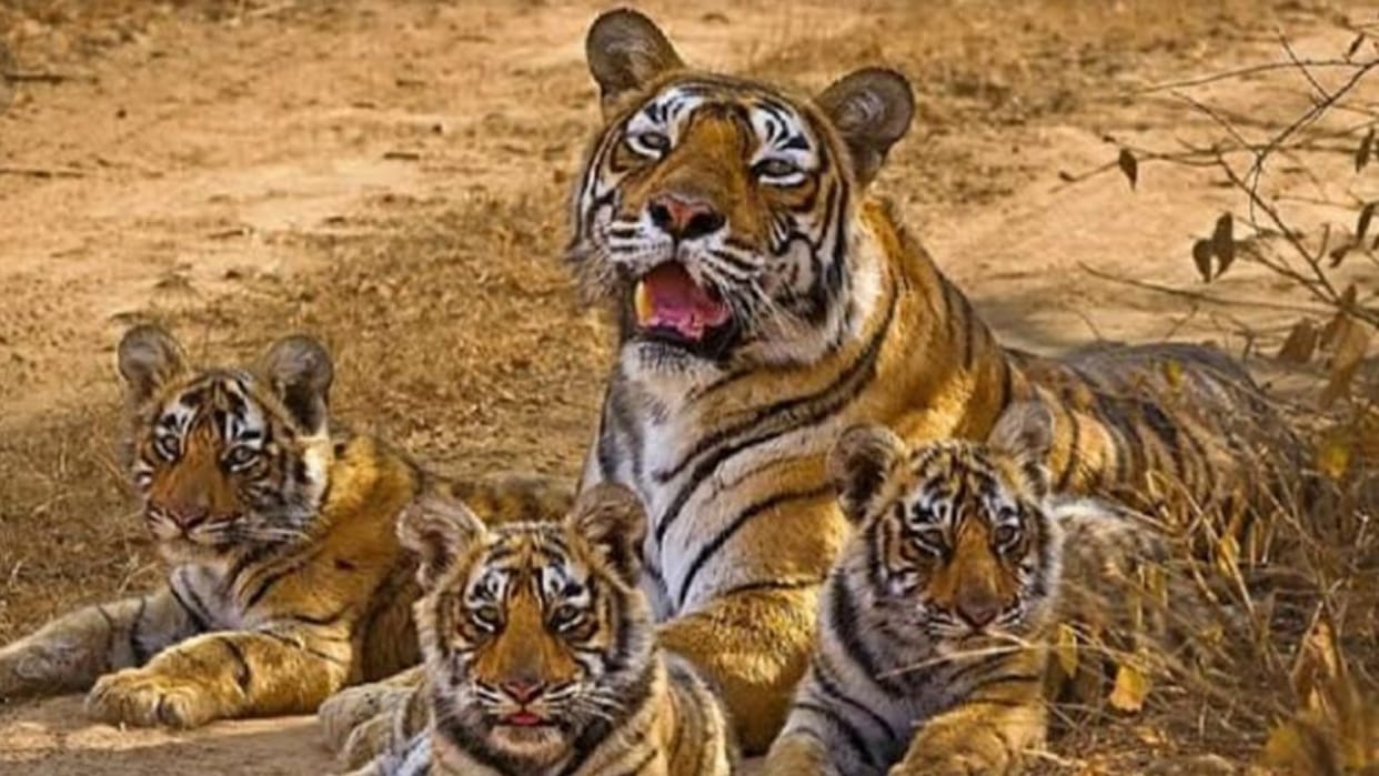 Nauradehi Forest Sanctuary Madhya Pradesh's largest Nauradehi sanctuary has 12 tigers