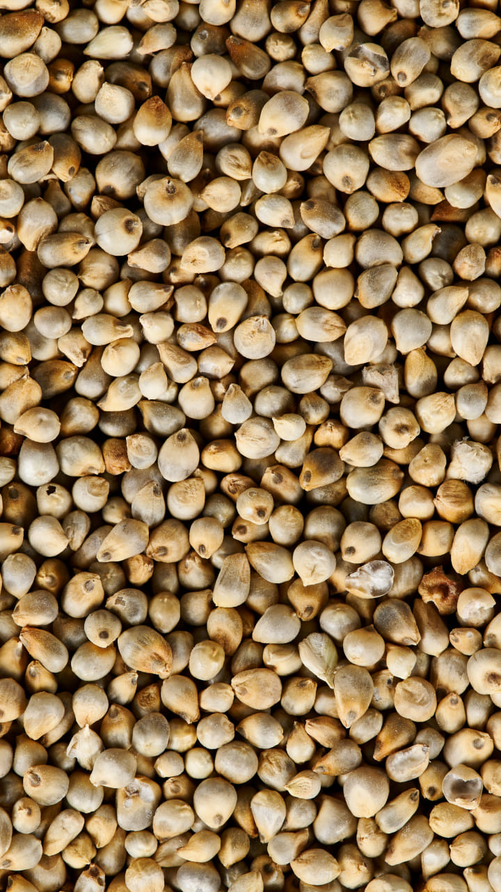 Lucknow News: Millet will be distributed from ration shops, quantity of rice will decrease, know how much you