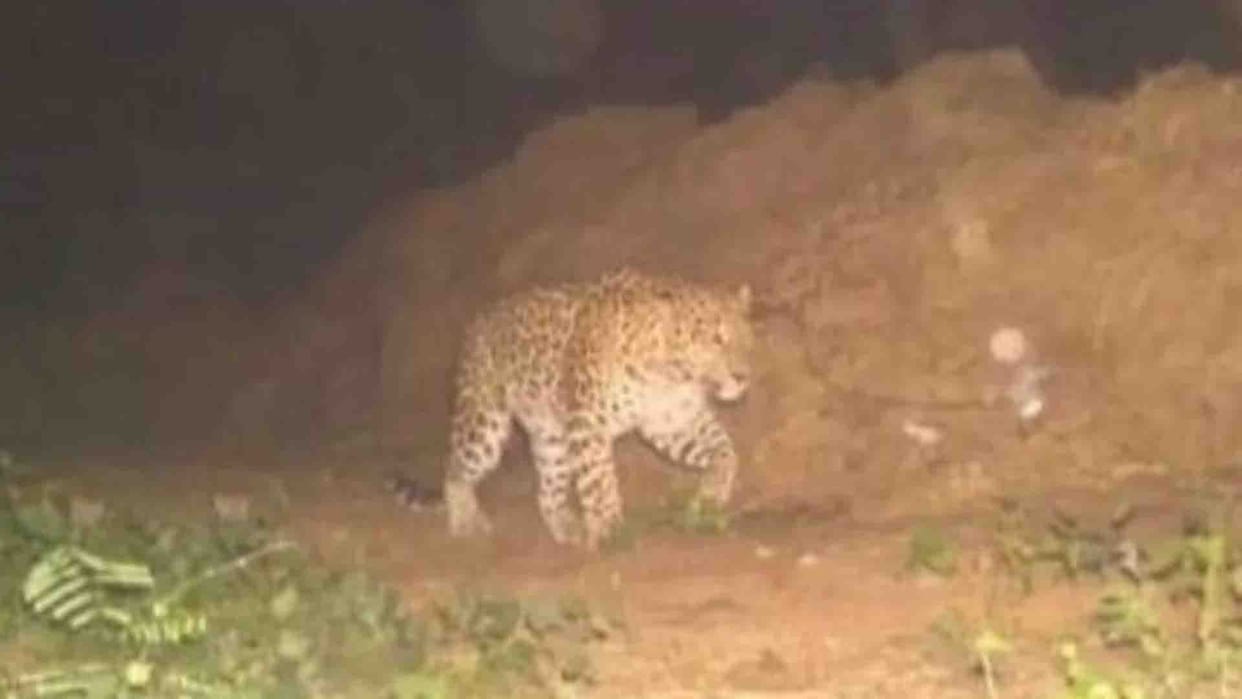 Leopard in Kanpur: Leopard hiding in OFC forest