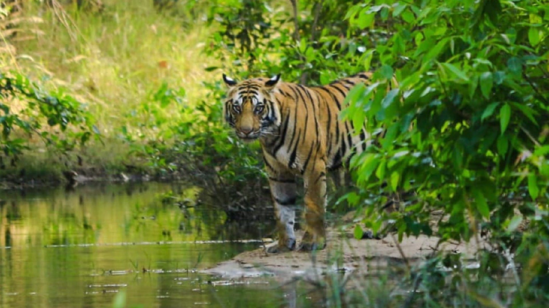 Nauradehi Forest Sanctuary Madhya Pradesh's largest Nauradehi sanctuary has 12 tigers