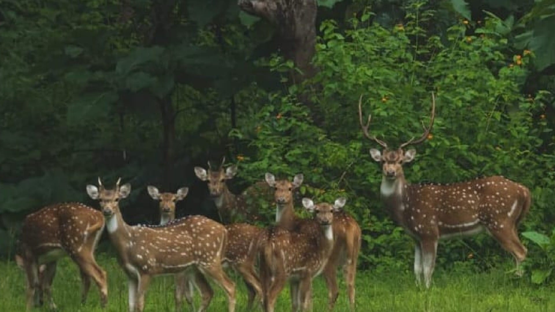 Nauradehi Forest Sanctuary Madhya Pradesh's largest Nauradehi sanctuary has 12 tigers