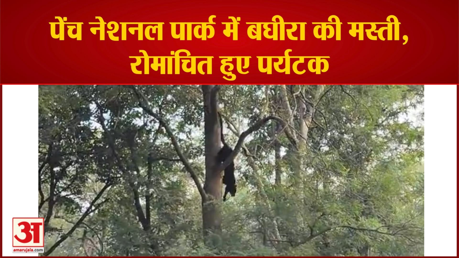 पेंच नेशनल पार्क में बघीरा की मस्ती