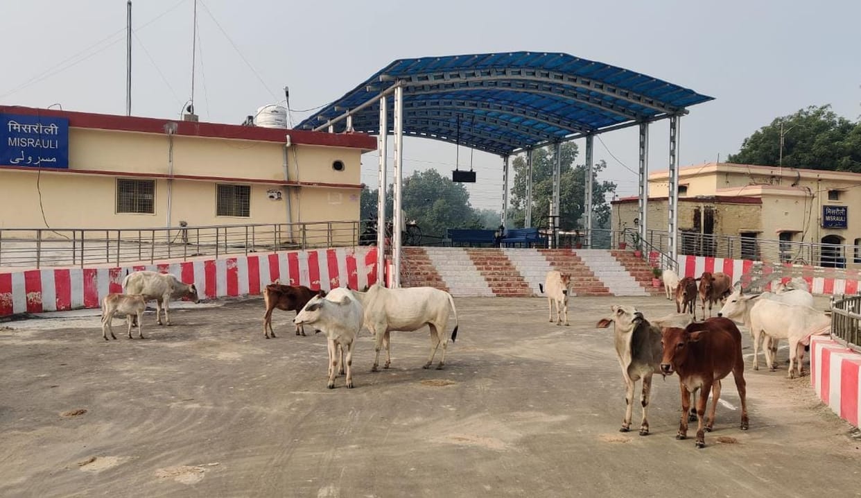 Railway station mishrauli suffered with stray animals