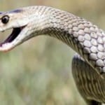 sanke bite, सर्पदंश
