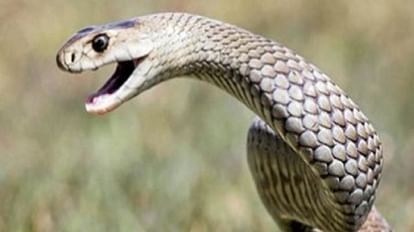 Farmer dies due to snake bite in Delhi