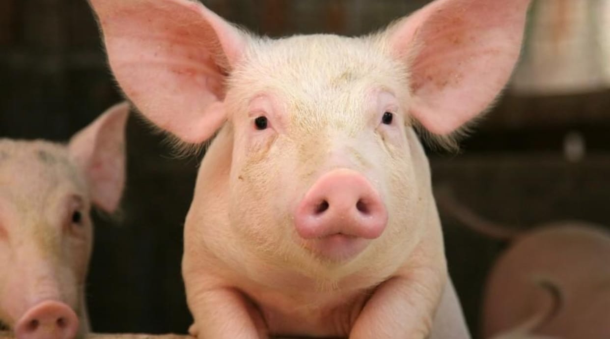 experts gave Mercy Killing to five pigs suffering from African Swine Fever in Katni