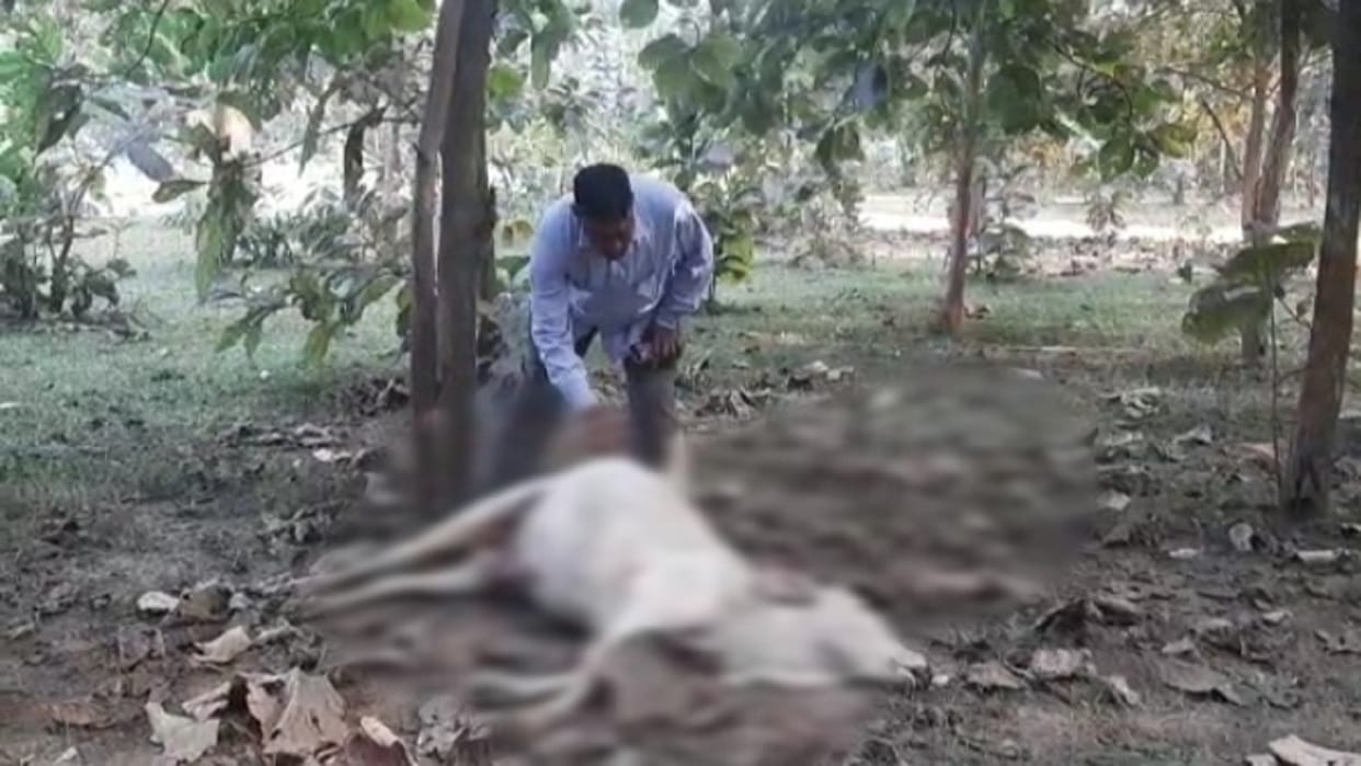 fear of killing cattle by poisoning in nursery in chhattisgarh korba