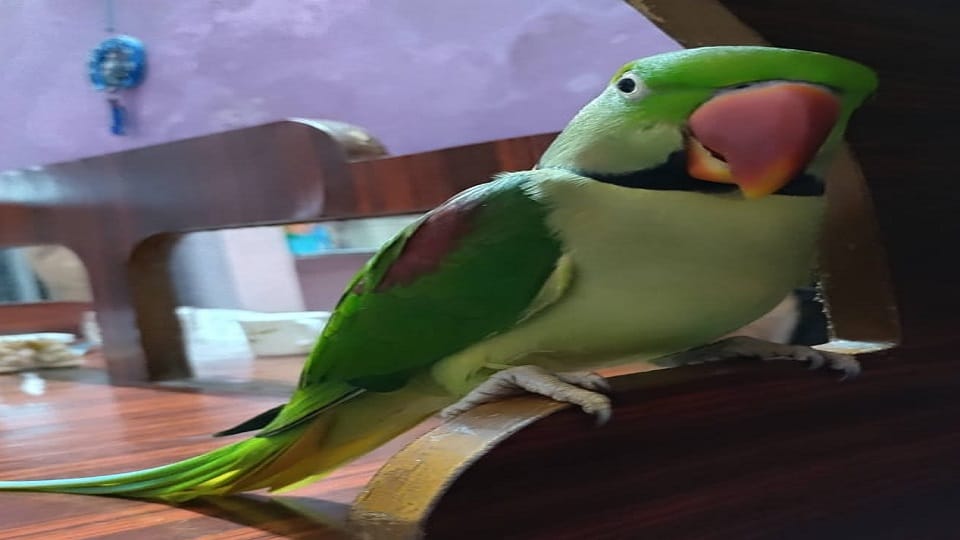 Raipur The person who finds the parrot will get a reward of 11 thousand rupees