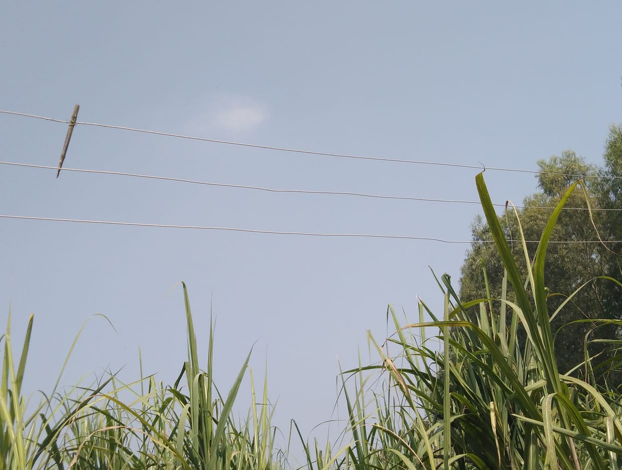 Farmers harvest sugarcane by turning off the power supply