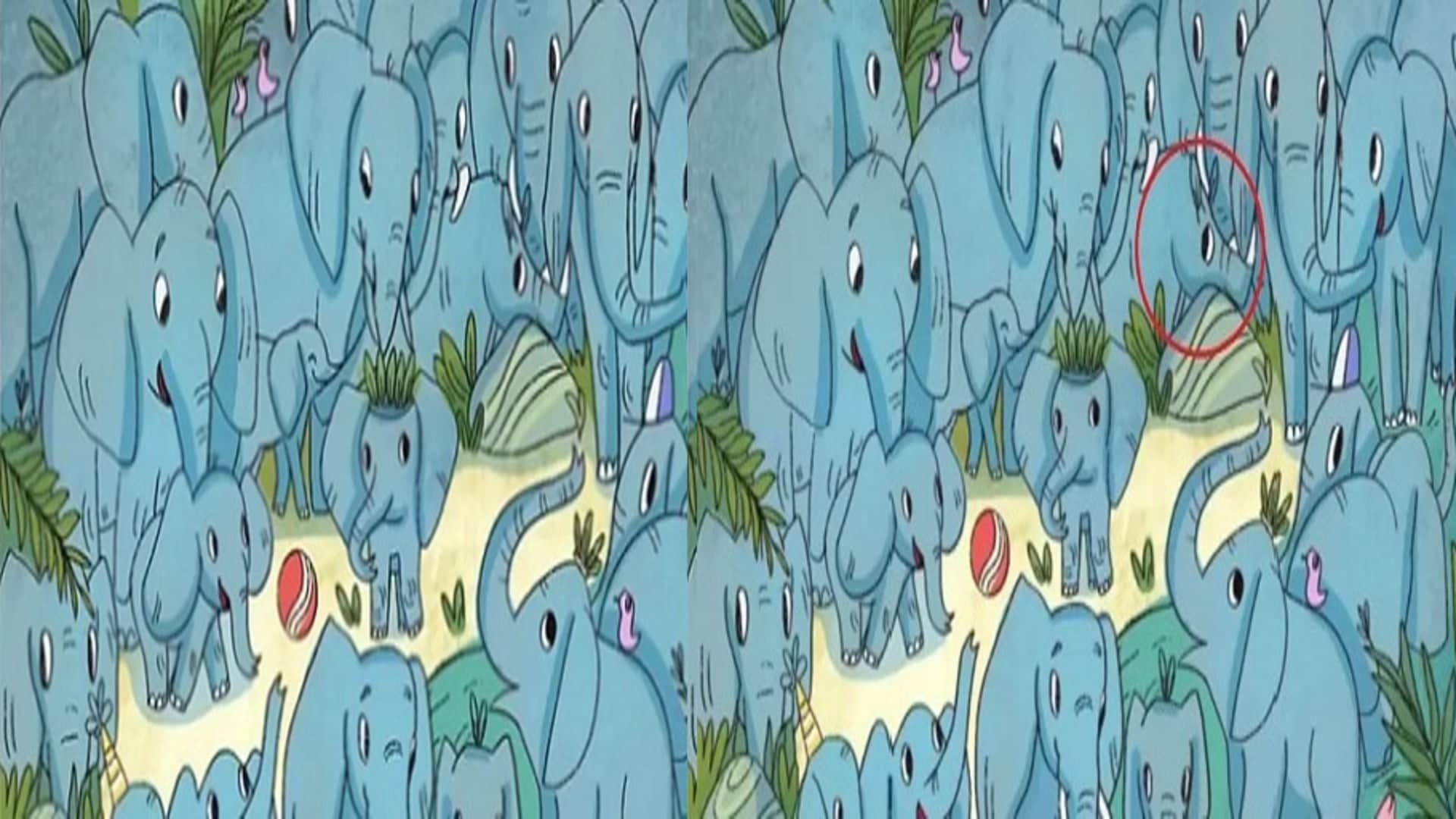 Viral Optical Illusion: Spot Hidden Rhino Animal from Illusion Image Check Your Brain IQ Level