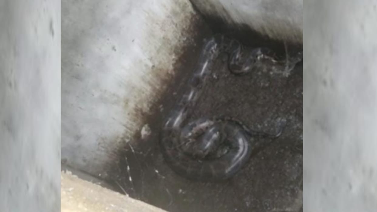 A python found in toilet in a village in Shravasti.