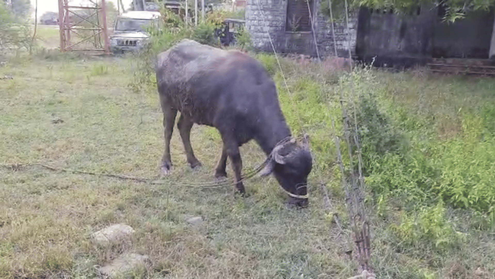 MP News: Rewa police took care of buffalo for four days! The identity of the owner from the old photo
