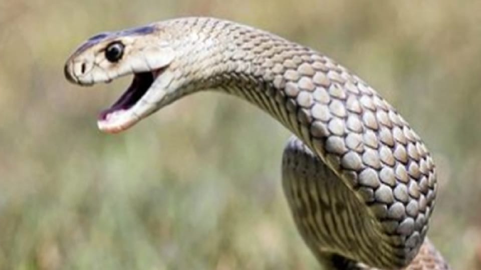 Death due to snake bite, the family gets four lakh