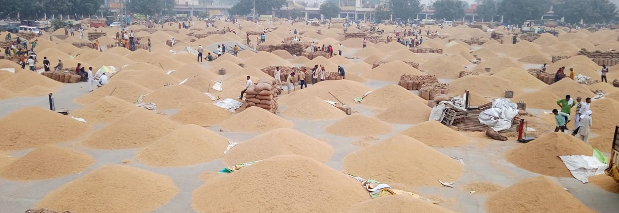 22500 quintals of paddy sold in grain market, 27500 quintals arrived
