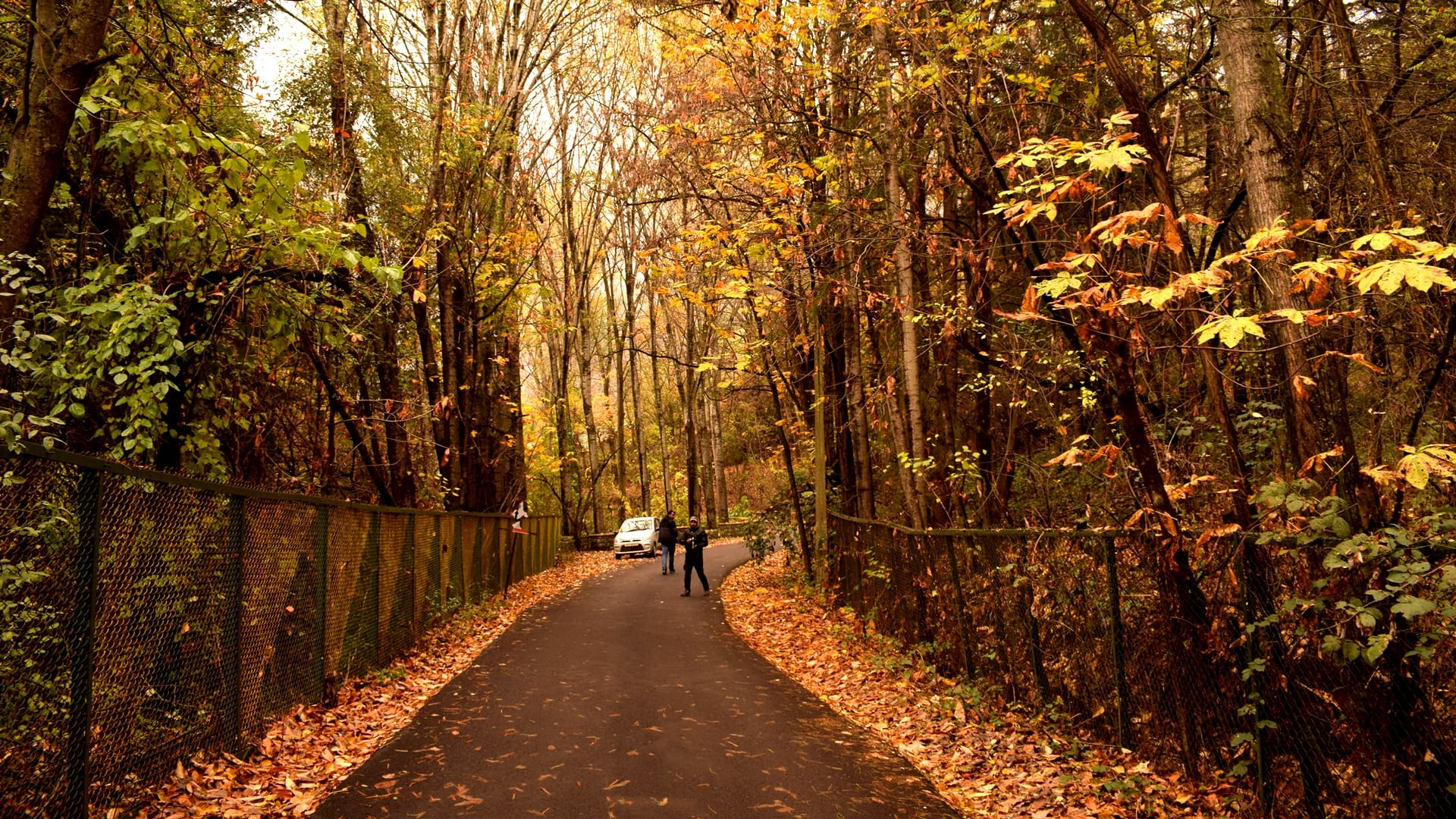 car driving tips and tricks for beginners in hindi autumn driving safety tips