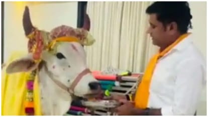 cow radha eats desi ghee laddus stay in one crore rupees bungalow jalore rajasthan