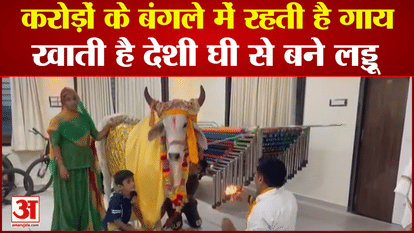 Cow Radha Stay In One Crore Rupees Bungalow in Jalore Rajasthan Eats Desi Ghee Laddus