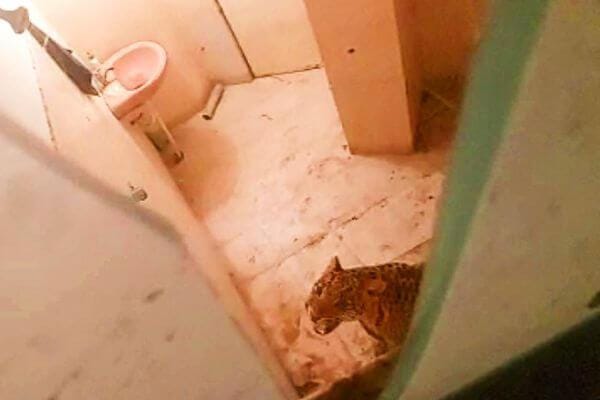 Jaipur Leopard: Leopard reached the bathroom of the farm house, it took one and a half hours to rescue