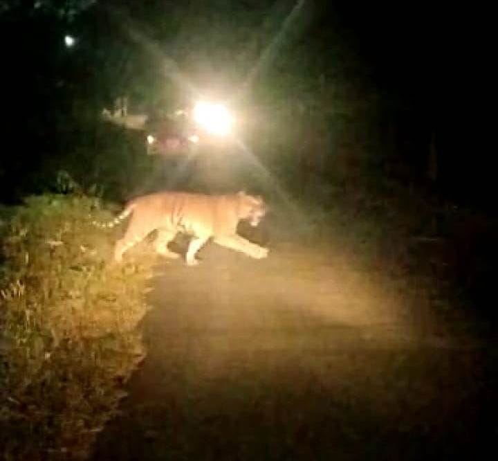 Tigress active with three cubs at Hanuman temple