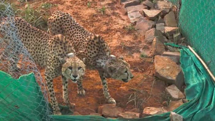 Kuno National Park: Cheetahs hunted down second cheetal in six days, Why It's important for the project