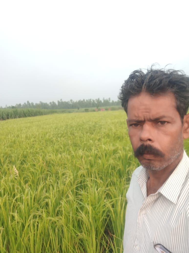 Organic farming of Desi Basmati, best in health and taste