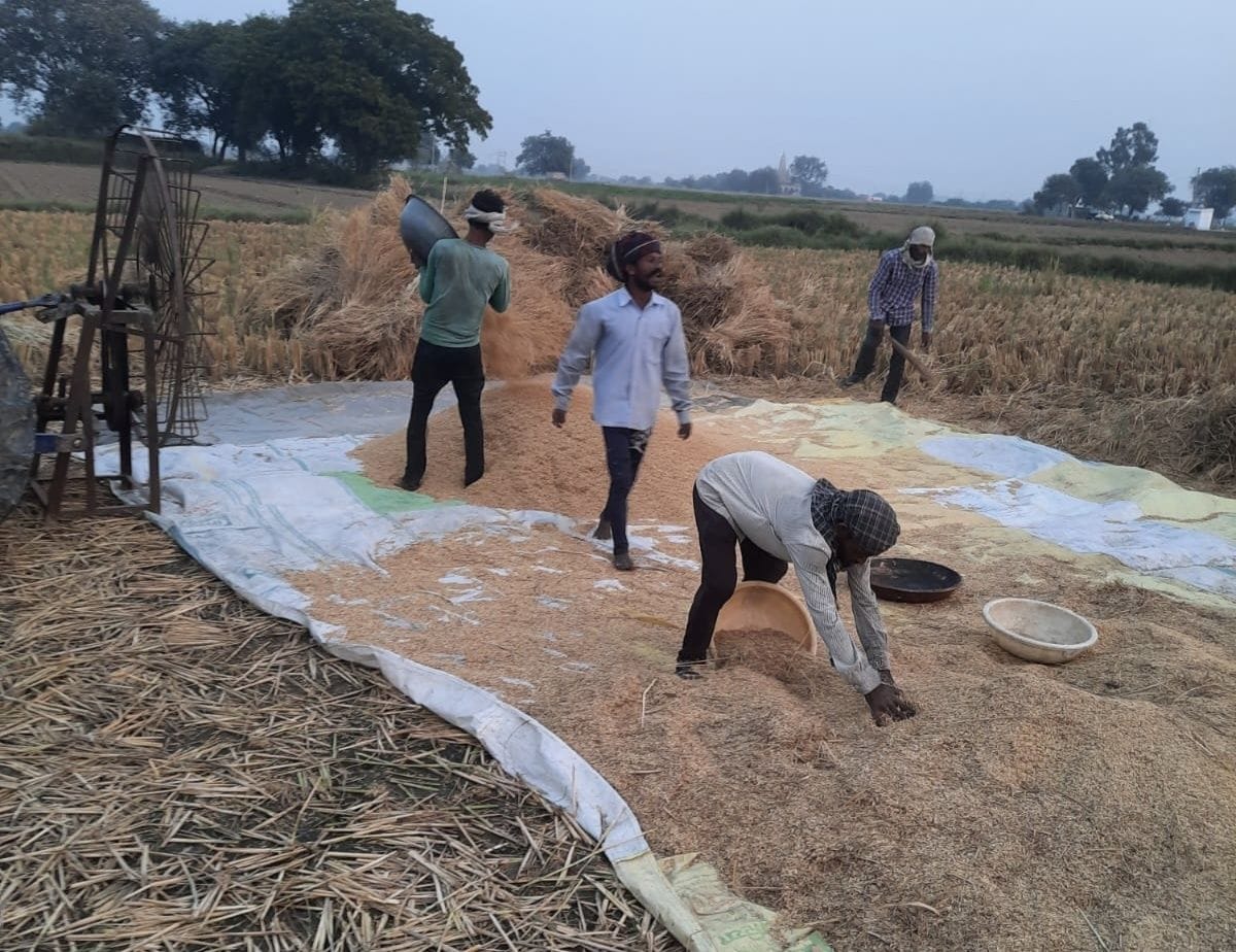 Parali became a profitable deal not a problem for the farmers