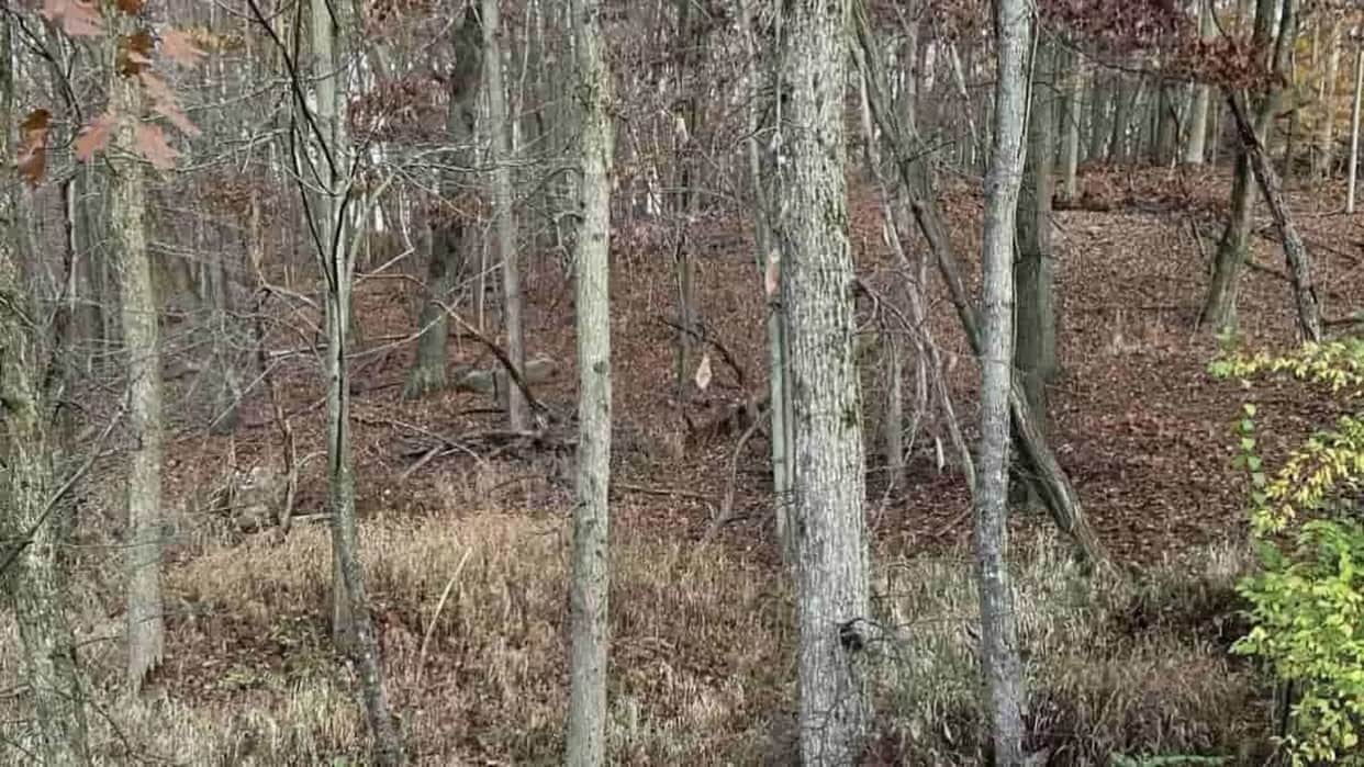 Viral Optical Illusion Photo: Find Out Hidden deer from Picture in Few Seconds Illusion to Test Your Brain IQ