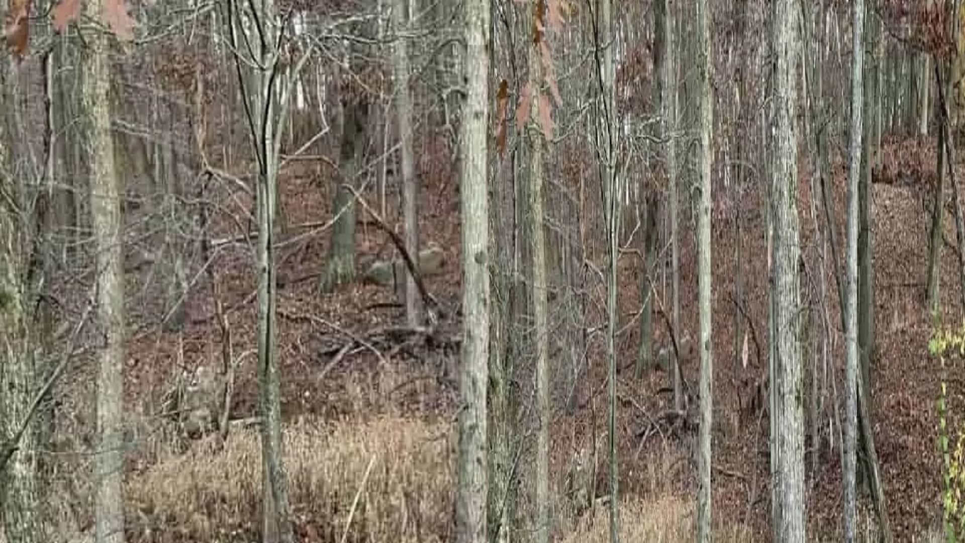 Viral Optical Illusion Photo: Find Out Hidden deer from Picture in Few Seconds Illusion to Test Your Brain IQ