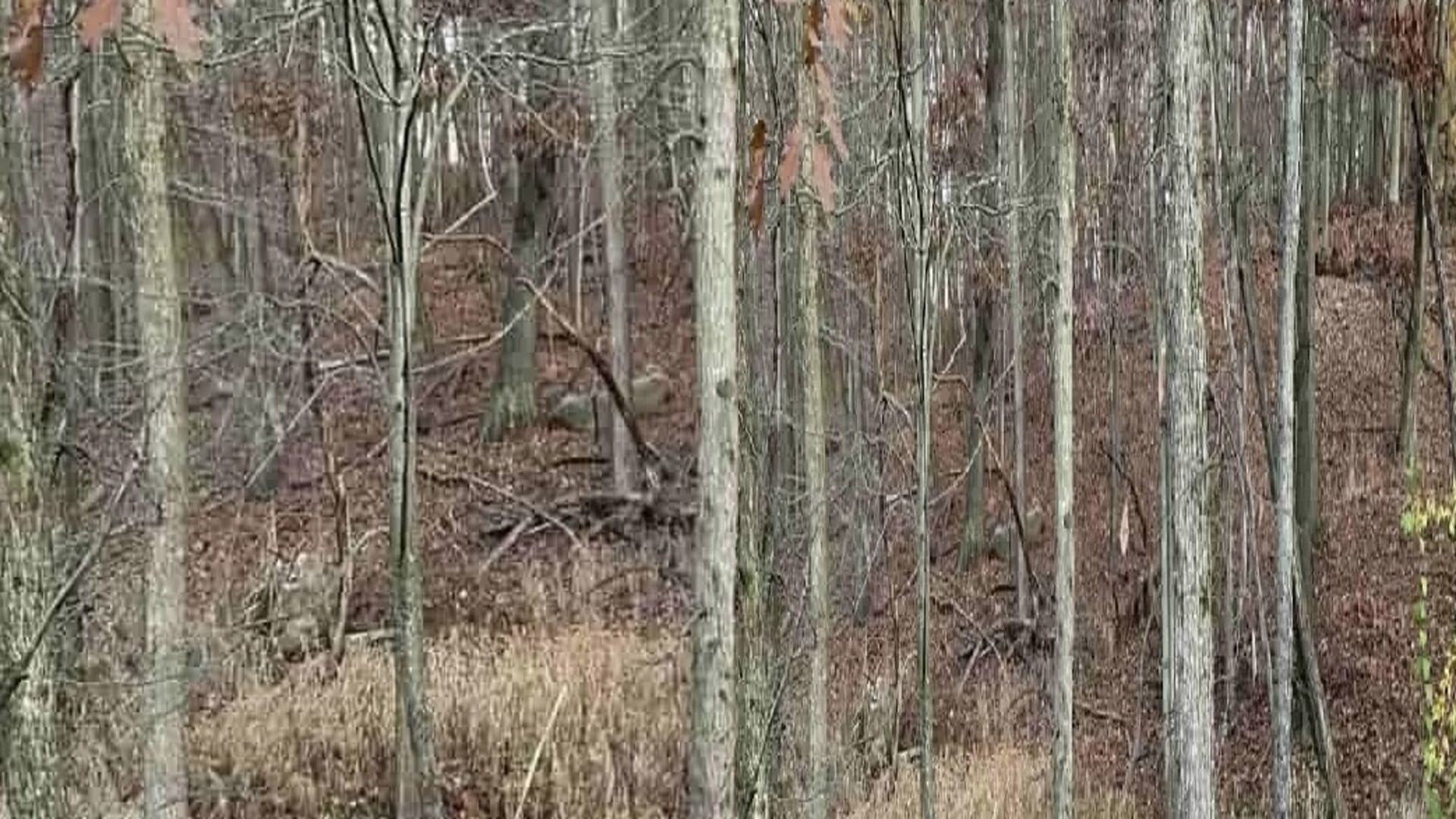 Viral Optical Illusion Photo: Find Out Hidden deer from Picture in Few Seconds Illusion to Test Your Brain IQ