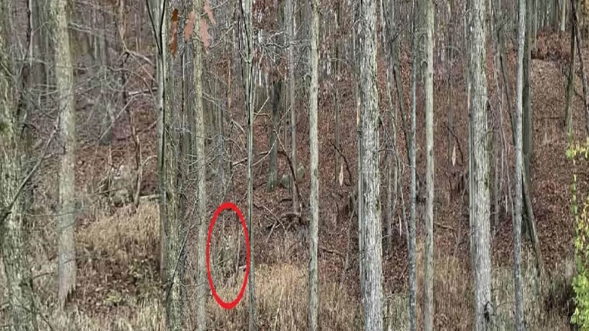 Viral Optical Illusion Photo: Find Out Hidden deer from Picture in Few Seconds Illusion to Test Your Brain IQ