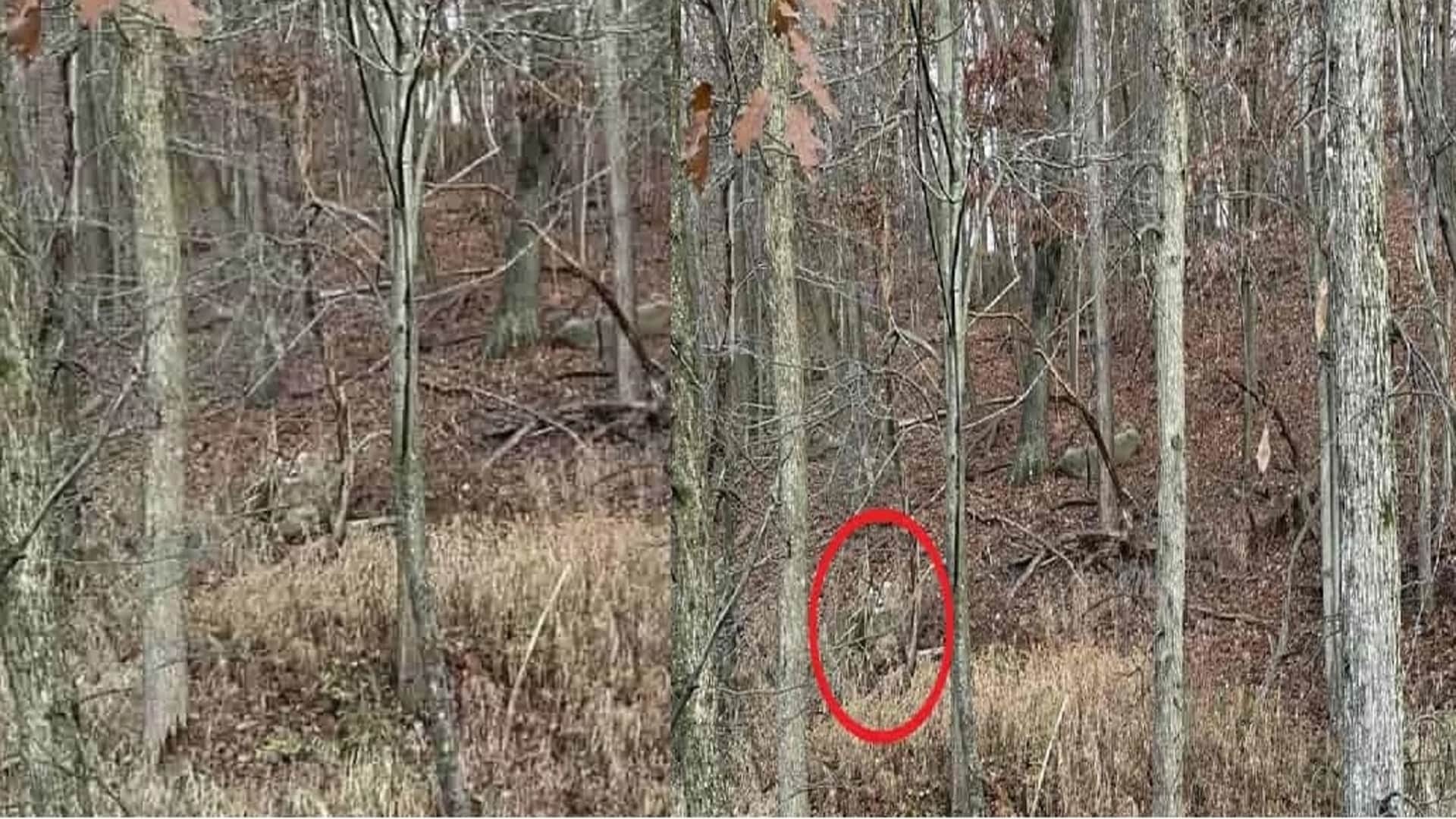 Viral Optical Illusion Photo: Find Out Hidden deer from Picture in Few Seconds Illusion to Test Your Brain IQ