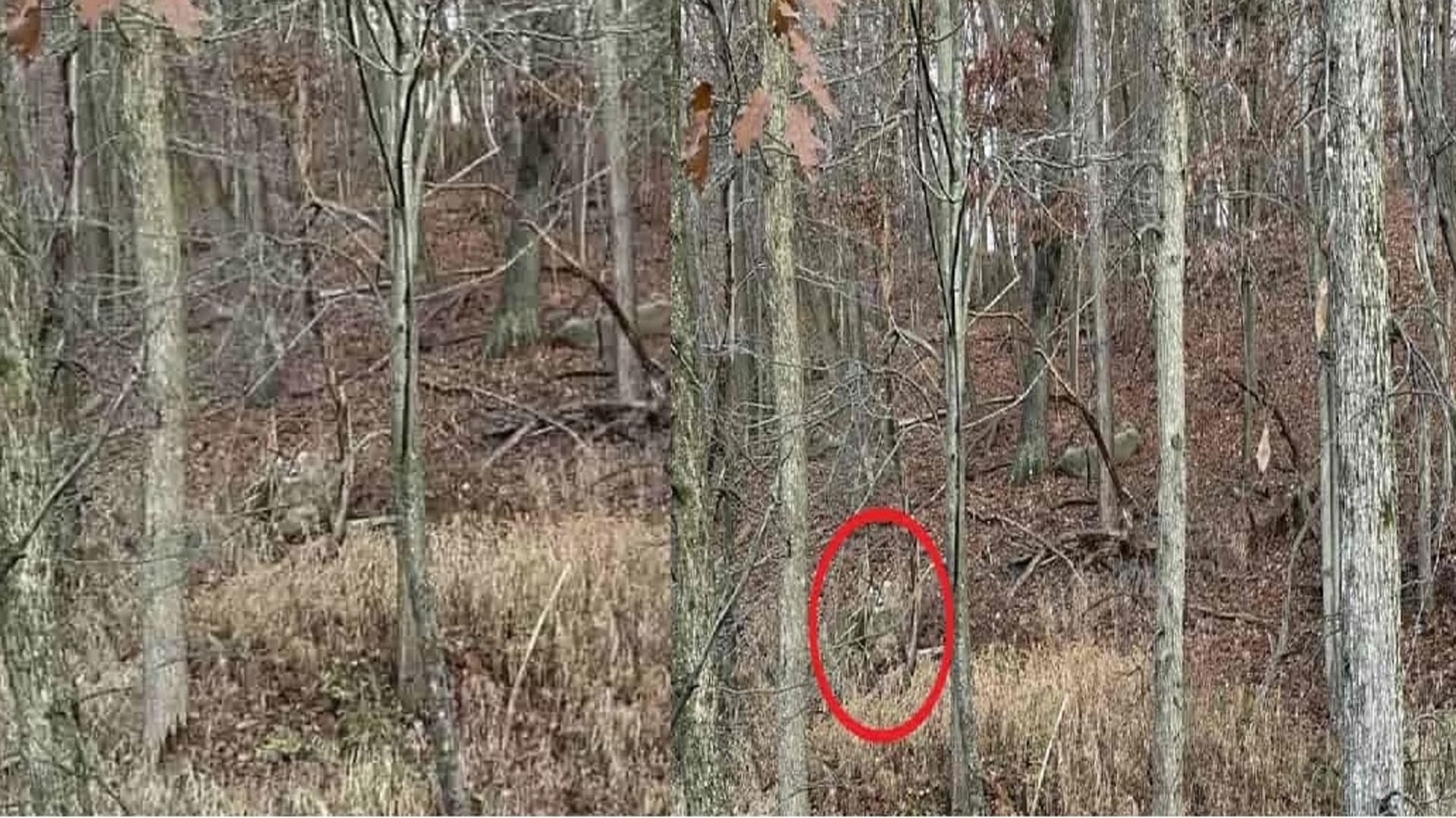 Viral Optical Illusion Photo: Find Out Hidden deer from Picture in Few Seconds Illusion to Test Your Brain IQ