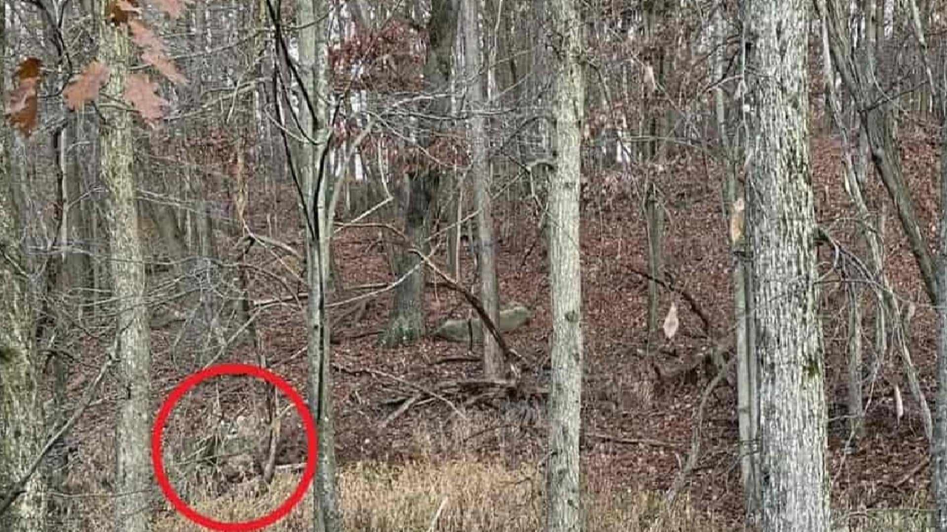 Viral Optical Illusion Photo: Find Out Hidden deer from Picture in Few Seconds Illusion to Test Your Brain IQ