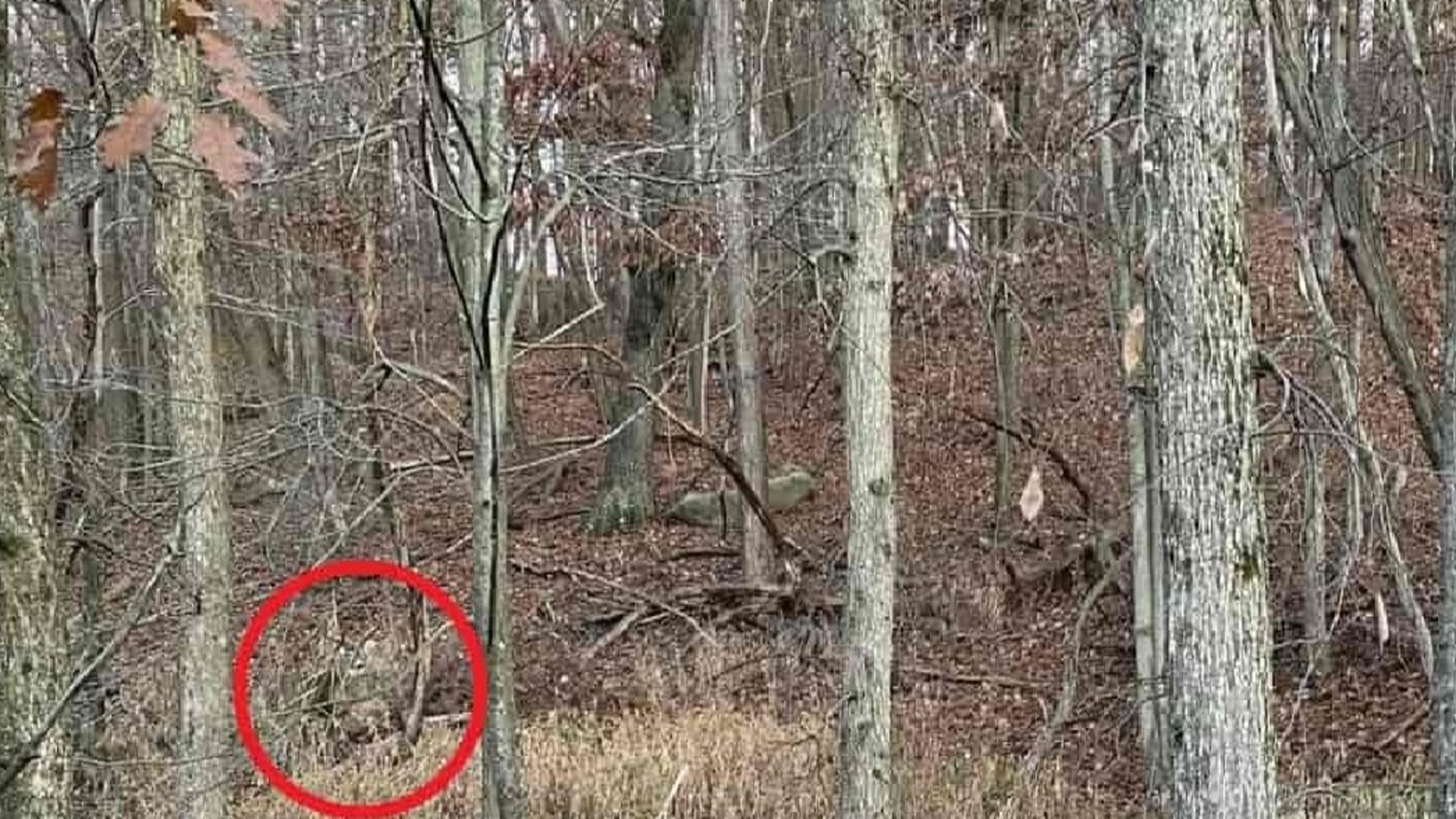 Viral Optical Illusion Photo: Find Out Hidden deer from Picture in Few Seconds Illusion to Test Your Brain IQ