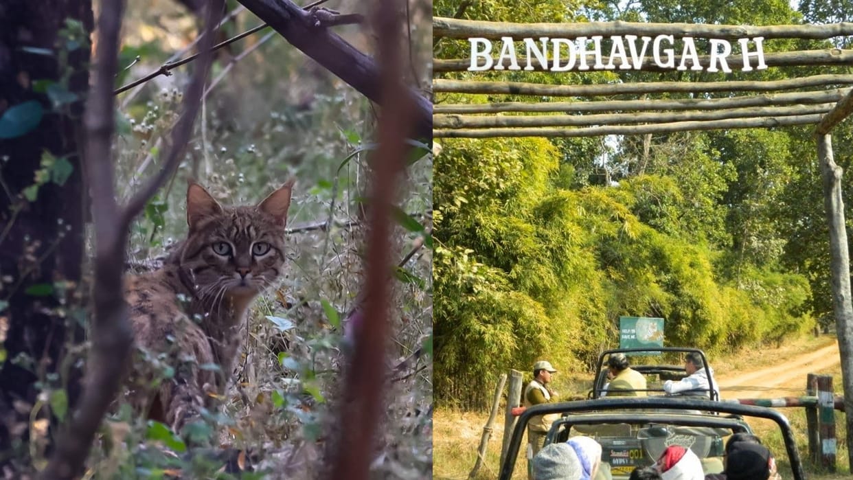 Bandhavgarh National Park Rare species of cat seen in Bandhavgarh know the specialty of Rusty Spotted Cat