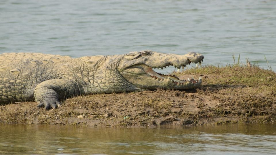 Crocodiles and alligators started coming out of Chambal river to sunbathe in Agra