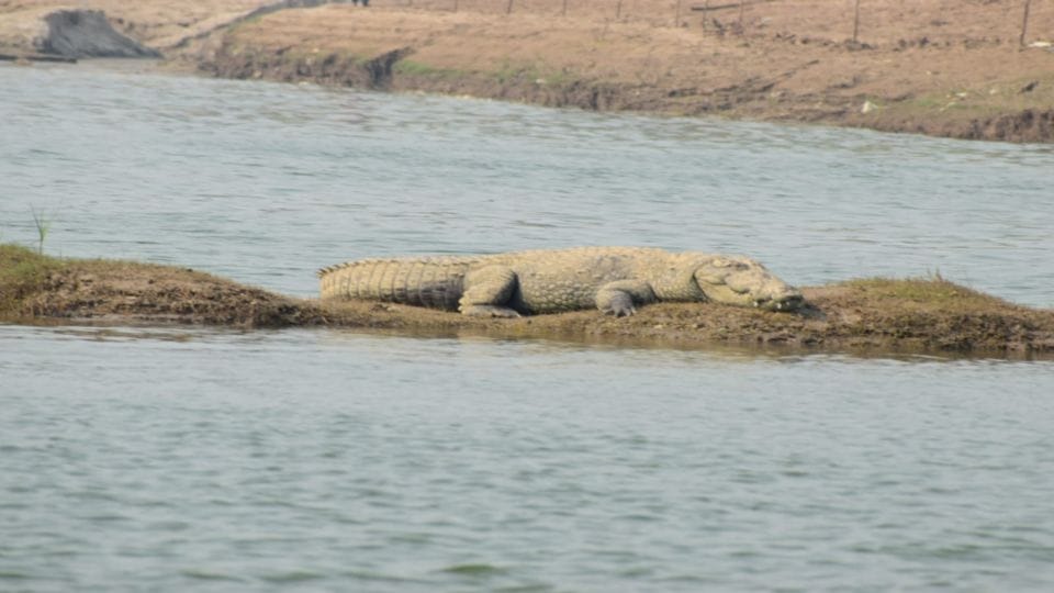 Crocodiles and alligators started coming out of Chambal river to sunbathe in Agra