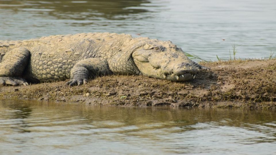 Crocodile came out of Rapti river started scratching burning dead bodies in Gorakhpur