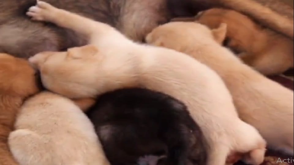 Elderly woman claims to have given birth to a puppy in Badaun s Sahaswan
