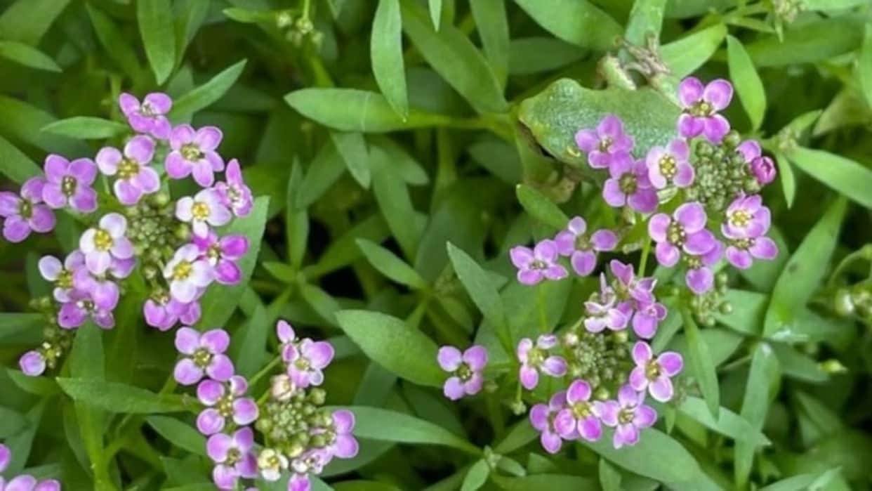 Viral Optical Illusion Photo: Find Out Hidden frog from Picture in Few Seconds Illusion to Test Your